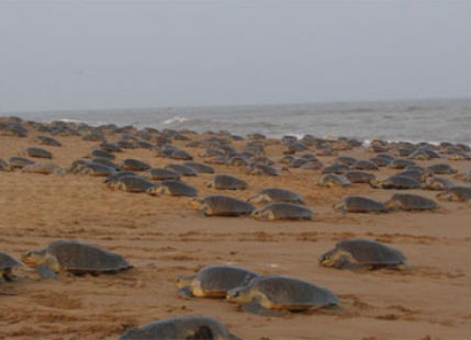 Around 2.4 lakh olive turtles arrive in Gahirmatha, for mass nesting on a single day