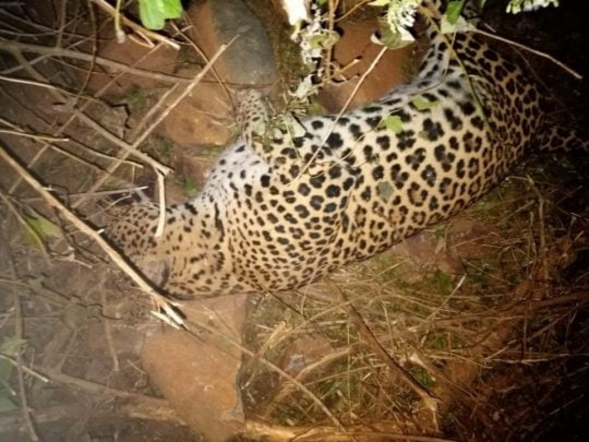  Leopard Found Dead In Dhenkanal Forest