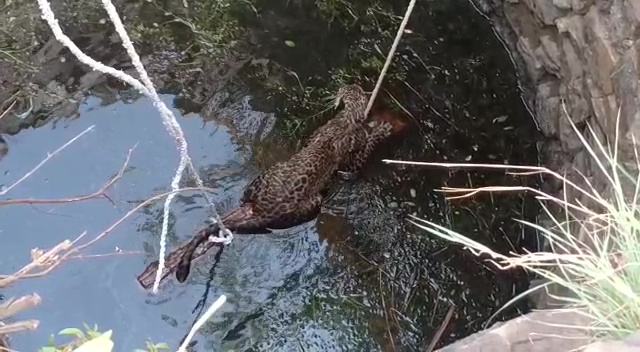 Leopard Rescued From Well In Sambalpur