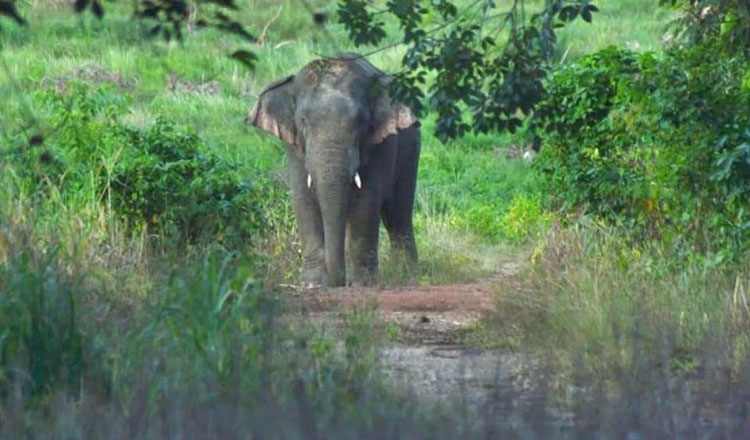 Wild elephant kills woman, then returns to attack dead body at funeral in Baripada