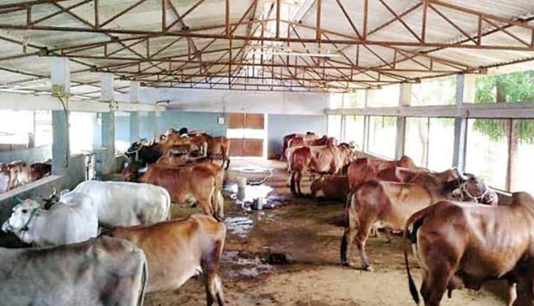 CM announces 11 crore COVID grant dairy farmers in the state