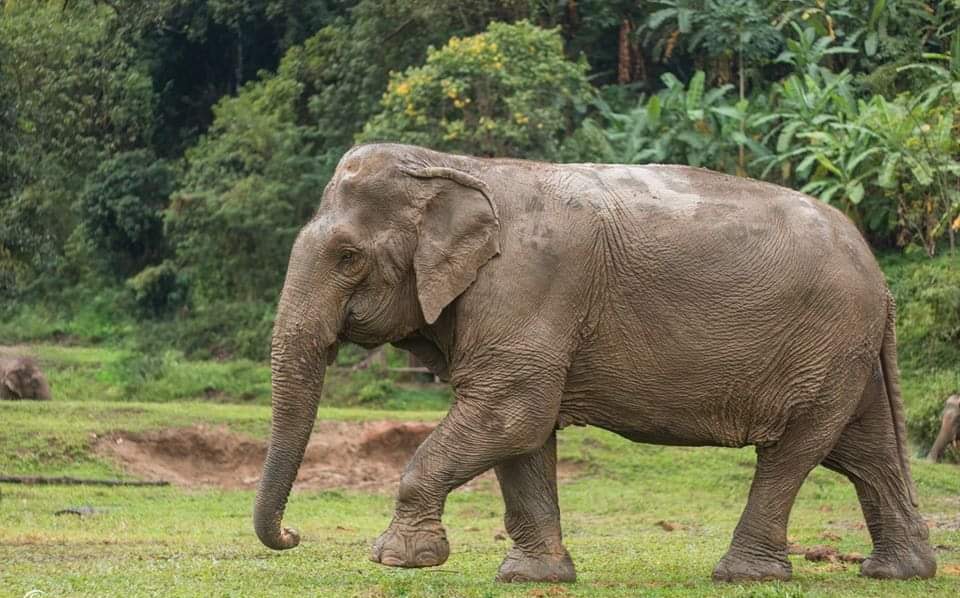 Injured elephant remains in pond in Sambalpur; veterinarians provide IV fluids