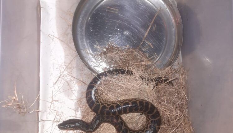 Nandankanan Zoo welcomes its first yellow anaconda snakelet