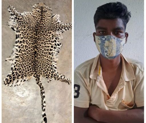 Leopard skin seized in Koraput, one held