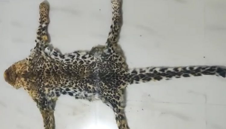 Leopard Skin Seized in Kalahandi, One held