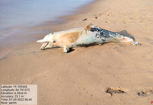 Dead Dolphin washed ashore on Sonepur beach