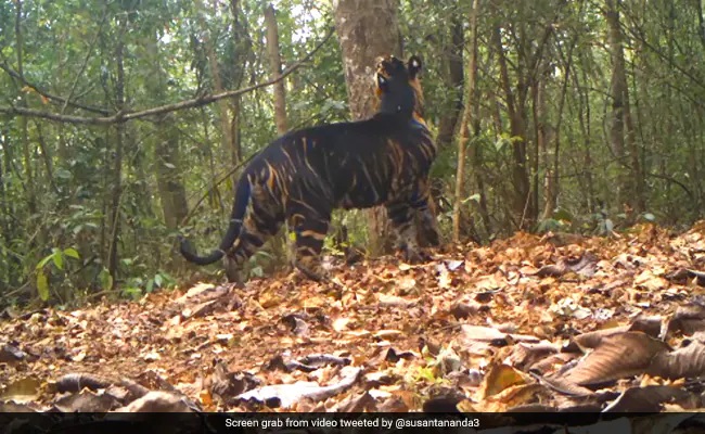 Rare Black Tiger Spotted In Odisha's Similipal National Park