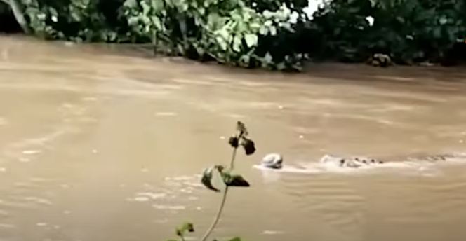 Crocodile in Jalaka; Balasore people in fear