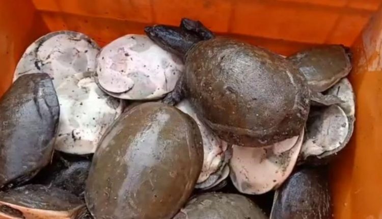 350 turtles rescued in Malkangiri