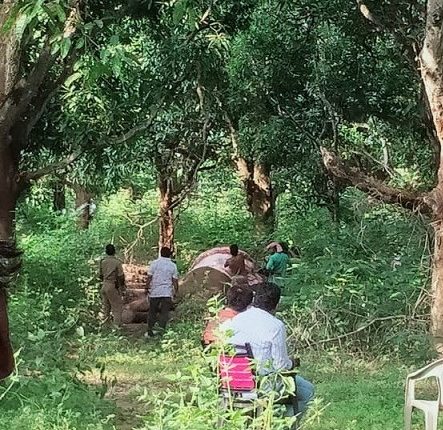 Electric snare claims another elephant in Odisha
