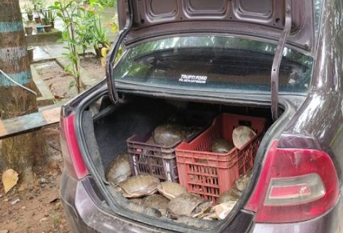 77 turtles seized in Malkangiri, 3 detained