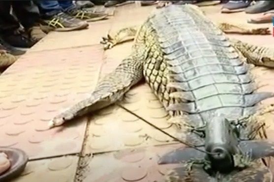 Crocodile carcass found in Mahanadi