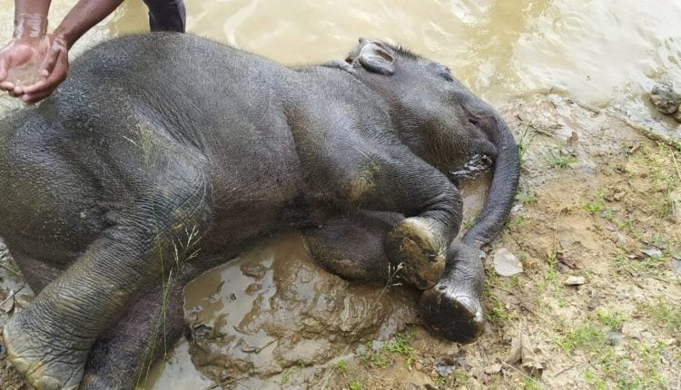 Another baby elephant dies in Baripada