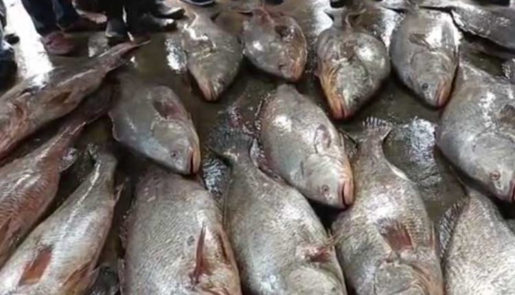 Fishermen make a fortune from Catching 28 Rare Telia Bhola Fish In Balasore