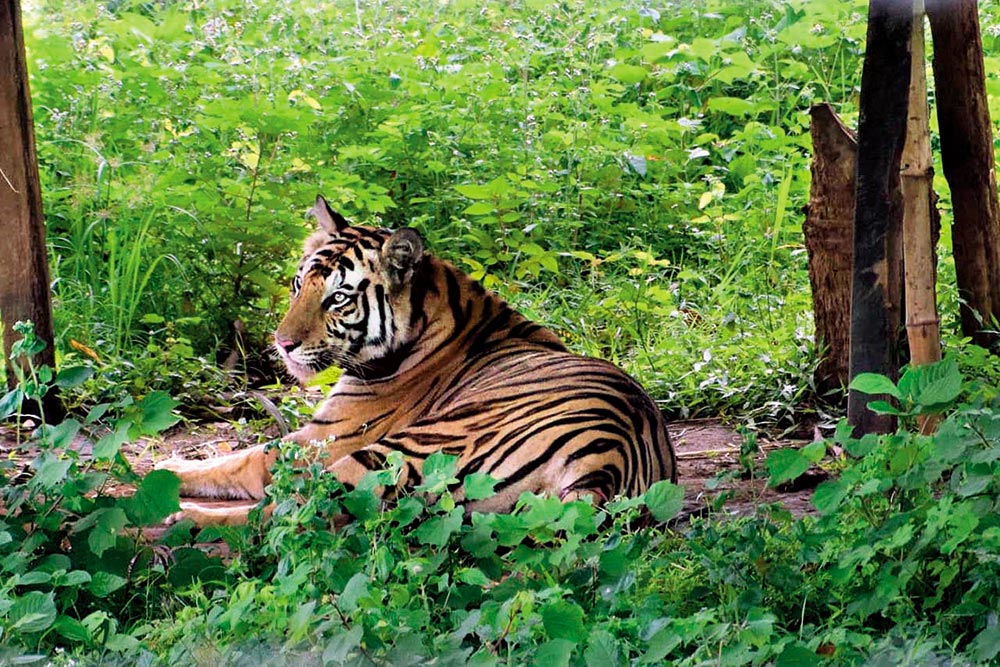 Tiger fear in Odisha's Daspalla village