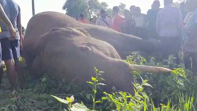 Another elephant dies in Odisha jungle