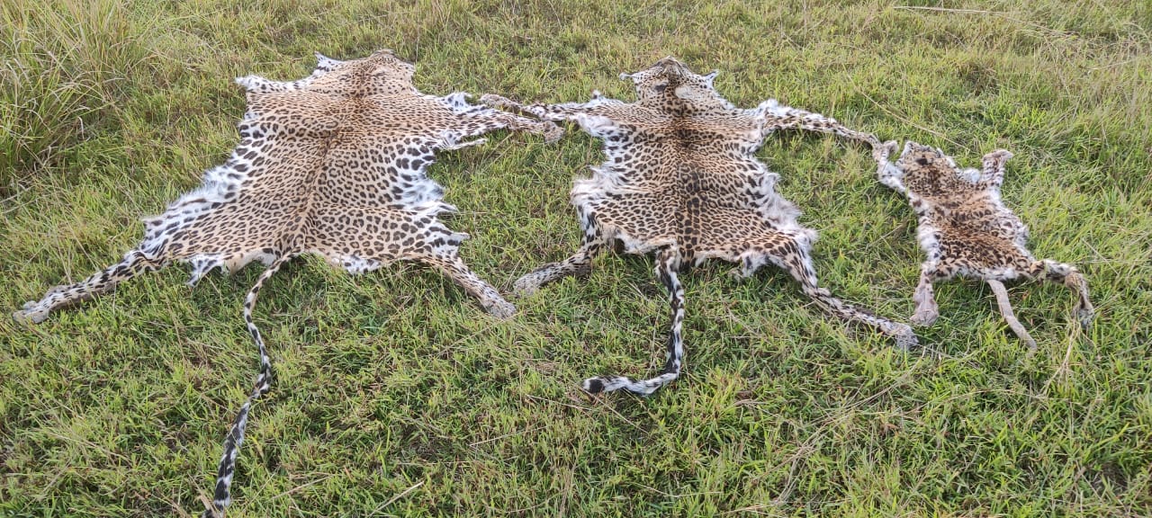 Three nabbed with leopard skins seized in Odisha