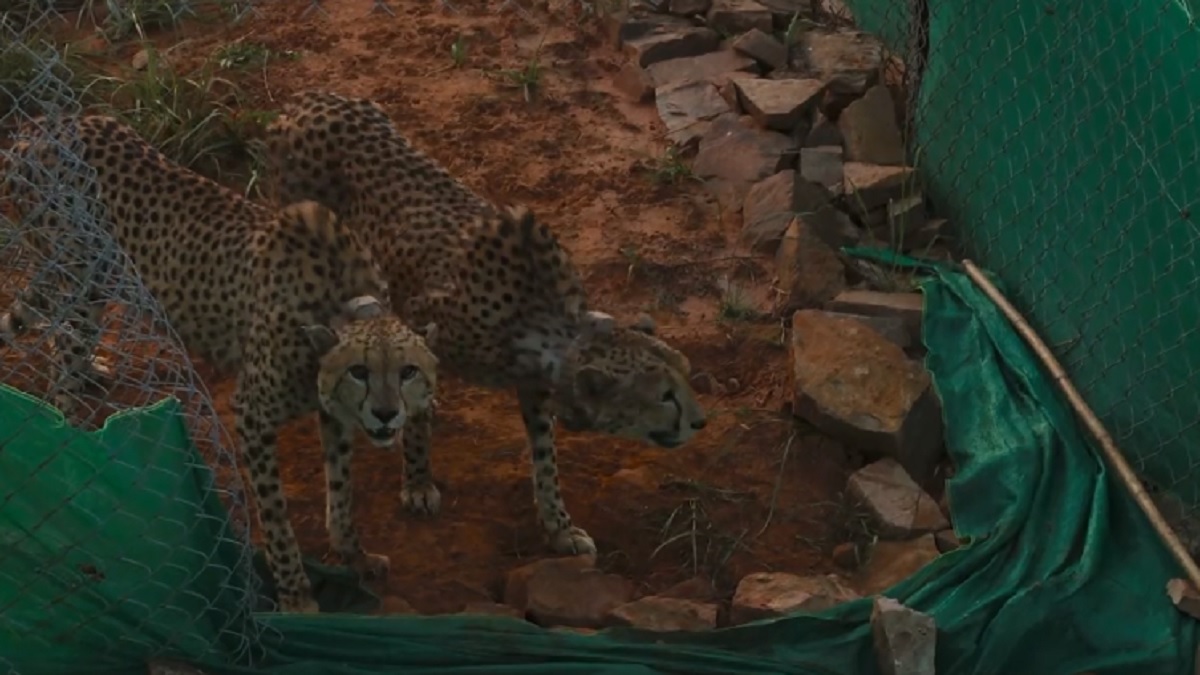 PM shares news of cheetahs at Kuno