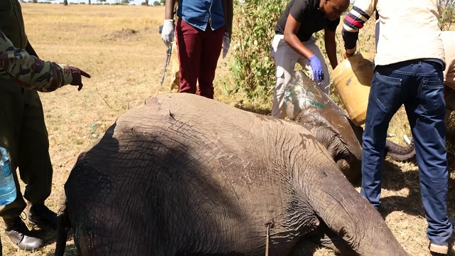 Elephant, cub poached by arrow attack in Keonjhar jungle