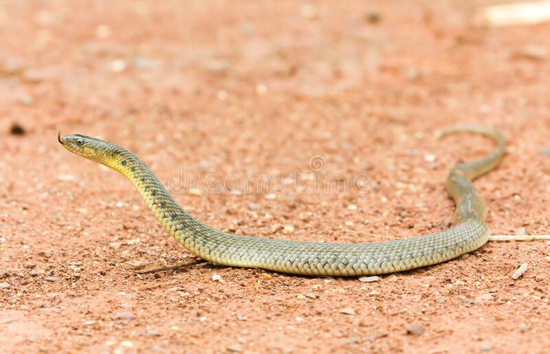 Odisha: Fisherman Finds Extremely Rare Leucistic Checkered Keel back Snake 