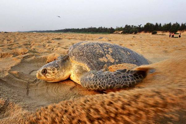 Mass Nesting of endangered Olive Ridley turtles in Odisha