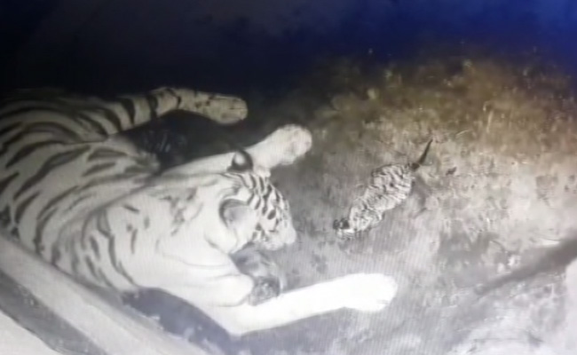 White tigress Rupa gives birth to 3 cubs in Nandankanan zoo