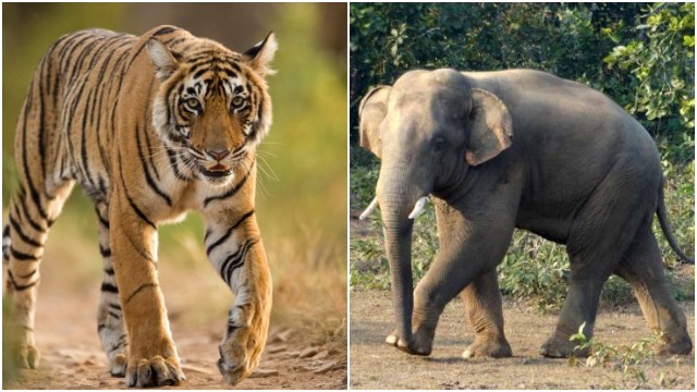 Odisha has lost 282 elephants and 17 tigers in the last three years