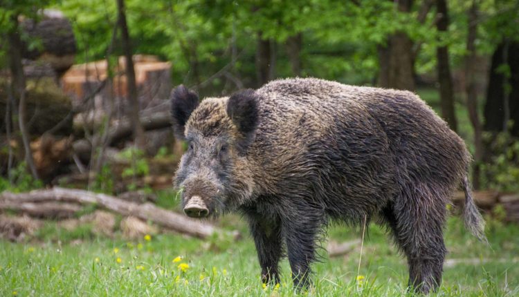 Wild boar hunter is killed by his own trap in Sonepur