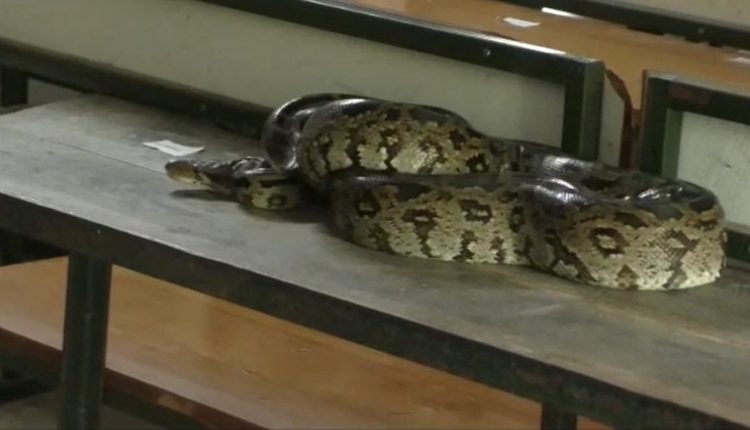 6-Ft-Long Python Rescued From college classroom