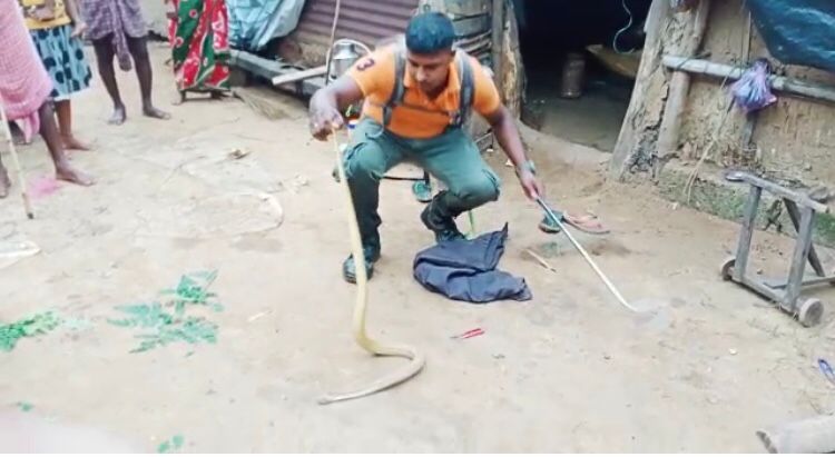 Cobra rescued from a stranded house in Puri 