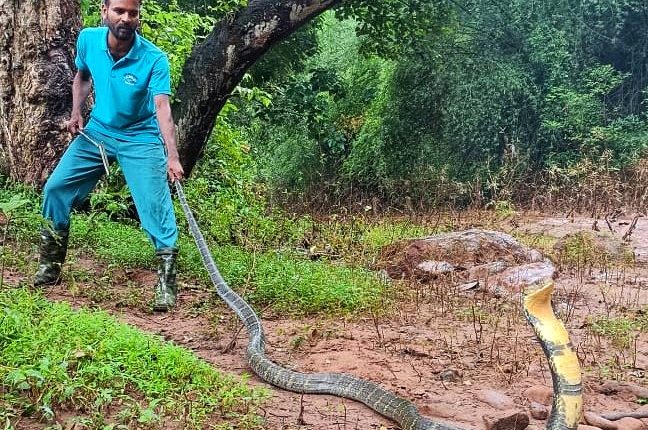 Fourth King Cobra Restored in last 2 years in Odisha