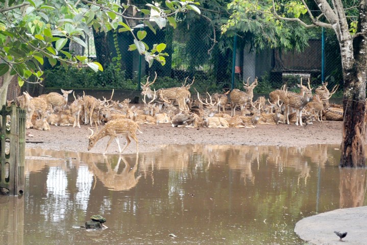 Deer Park In Odisha’s Cuttack To Be Relocated