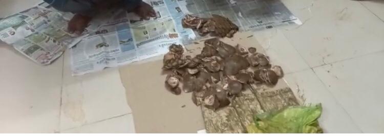 3 kg pangolin scales seized, 2 held