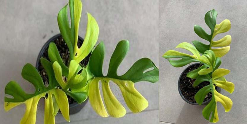 ଅବିଶ୍ୱାସ ହେଲେବି ସତ : ୪ଟି ପତ୍ର ଥିବା ଗଛର ମୂଲ୍ୟ ୪ ଲକ୍ଷ ଟଙ୍କା