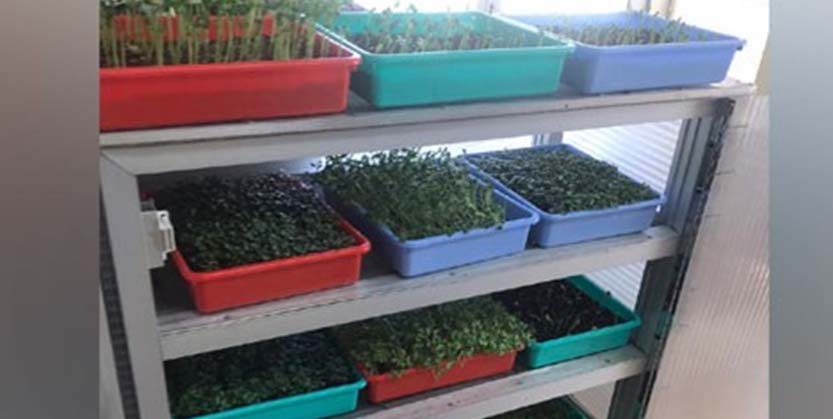 ଏଣିକି ତାଜା ପରିବା ଖାଇବେ ଭାରତୀୟ ଯବାନ : ଡିଆରଡିଓ ଆଣିଛି ଏହି ନୂତନ ବ୍ୟବସ୍ଥା