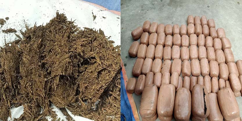 ୯ ମାସରେ ୧୦୫୪ କୁଇଣ୍ଟାଲ ଗଞ୍ଜେଇ ଜବତ