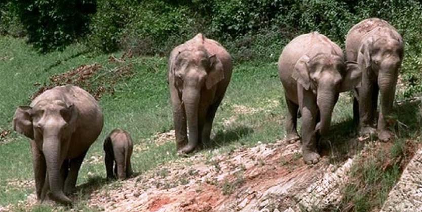 ହାତୀ ଆକ୍ରମଣରେ ୨ ଜଣଙ୍କ  ମୃତ୍ୟୁ