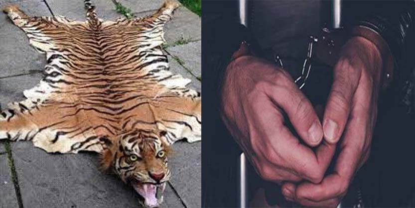 ବାଘ ଛାଲ ଜବତ, ୩ ଗିରଫ