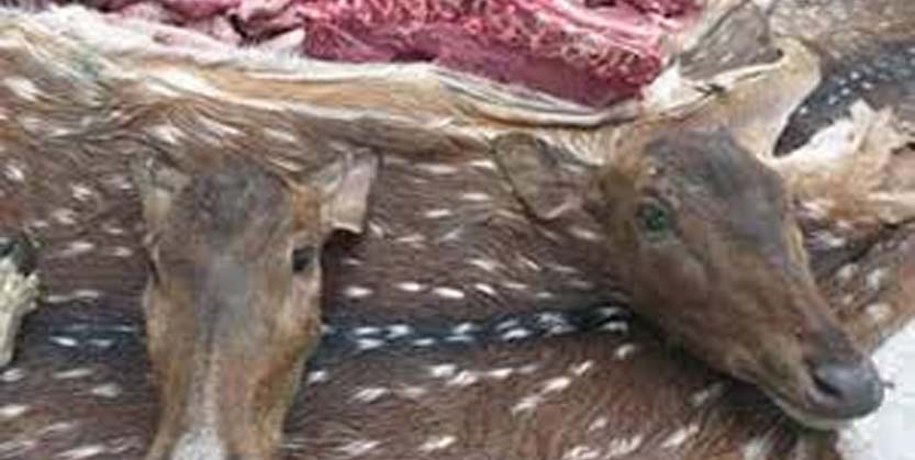 ହରିଣ ଛାଲ ସହ ବଜ୍ରକାପ୍ତା କାତି ଉଦ୍ଧାର, ୫ ଗିରଫ