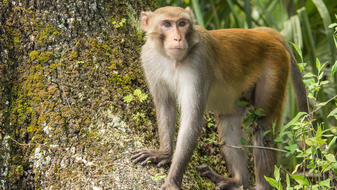 ମାଙ୍କଡ଼ ଆକ୍ରମଣ ଭୟରେ ଛାତରୁ ପଡ଼ି ଜଣେ ବୃଦ୍ଧଙ୍କ ମୃତୁ୍ୟ