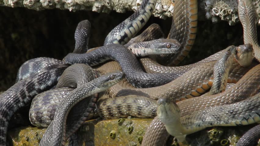 ଘରେ ମାଳ ମାଳ ନାଗ 