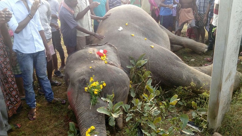 କର୍ଲାପାଟ ଜଙ୍ଗଲରେ ହାତୀ ମୃତୁ୍ୟକୁ ନେଇ ସାମ୍ନାକୁ ଆସିଲା ବଡ଼ ଖବର