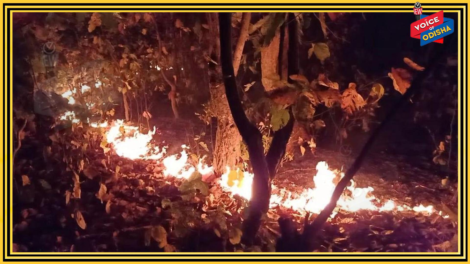  ଓଡ଼ିଶାରେ କ୍ରାଉନ ଫାୟାର ନୁହେଁ ଗ୍ରାଉଣ୍ଡ ଫାୟାର ହୋଇଛି : ପିସିସିଏଫ