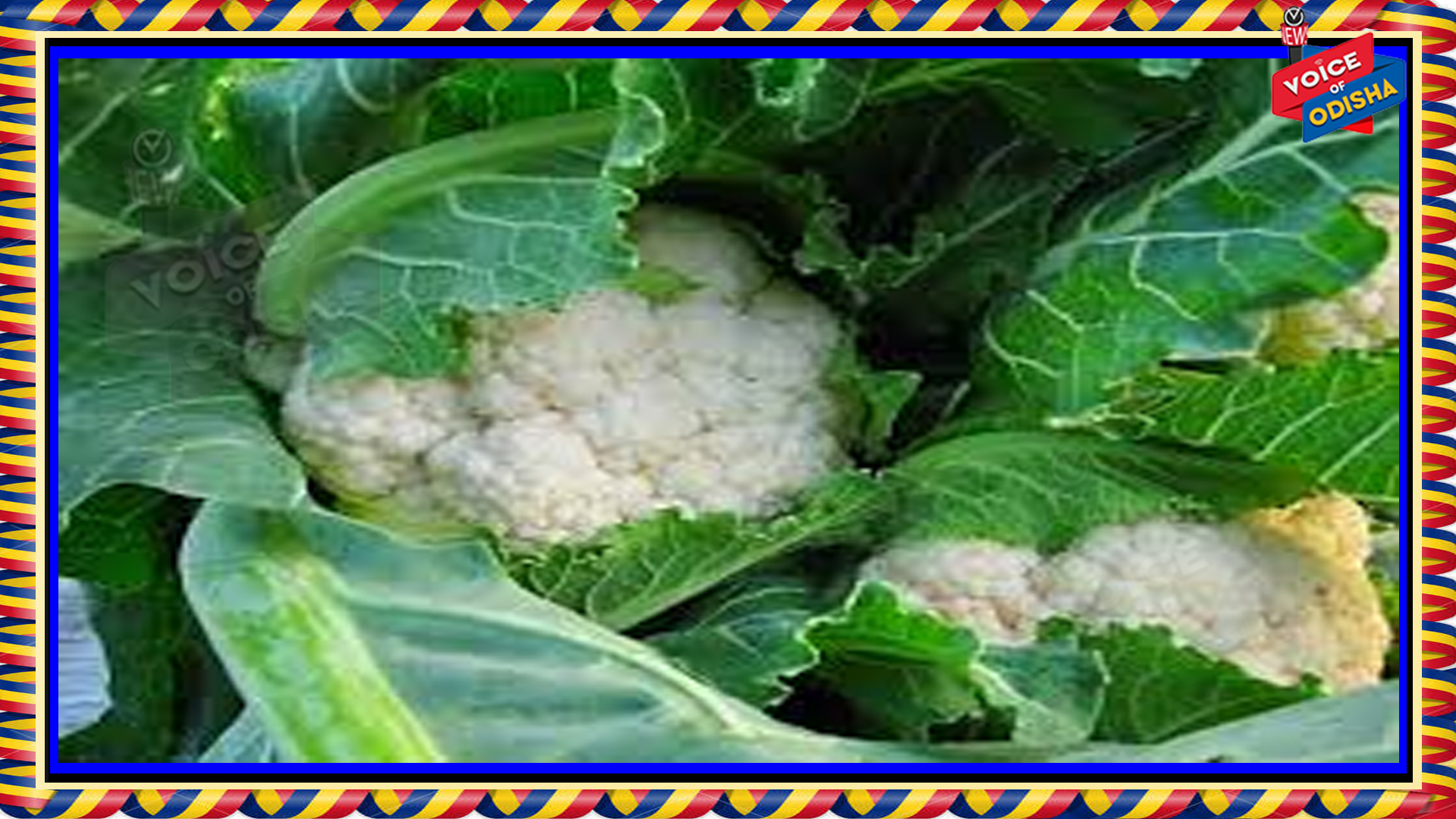 ଫୁଲକୋବି ନାଡ ଫୋଫାଡ଼ି ଦେଉଛନ୍ତି କି ? ନାଡରେ ବି ଭରପୁର ଅଛି ଏସବୁ ଭିଟାମିନ