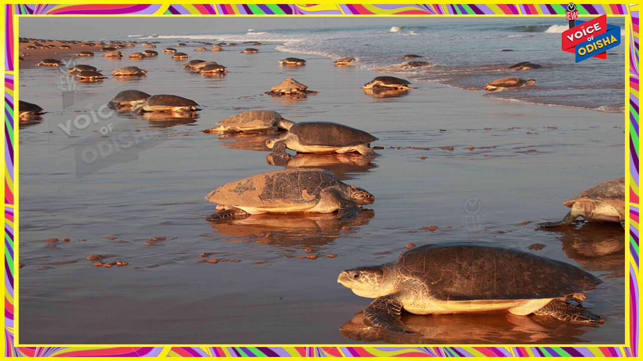 ଗହିରମଥାରେ ୮୨୫ କଇଁଛଙ୍କ ଗୋଡ଼ରେ ବନ୍ଧାଗଲା ଧାତବ ଫଳକ