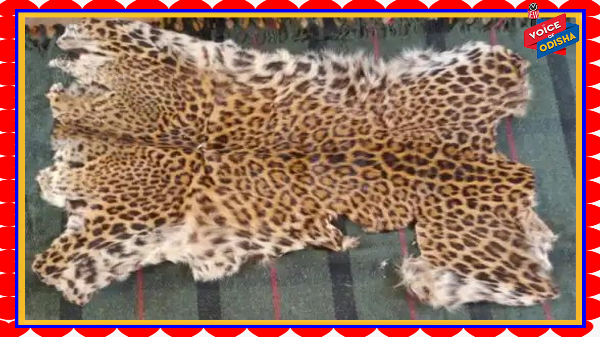 ବାଘ ଛାଲ ଜବତ; ୨ ଗିରଫ