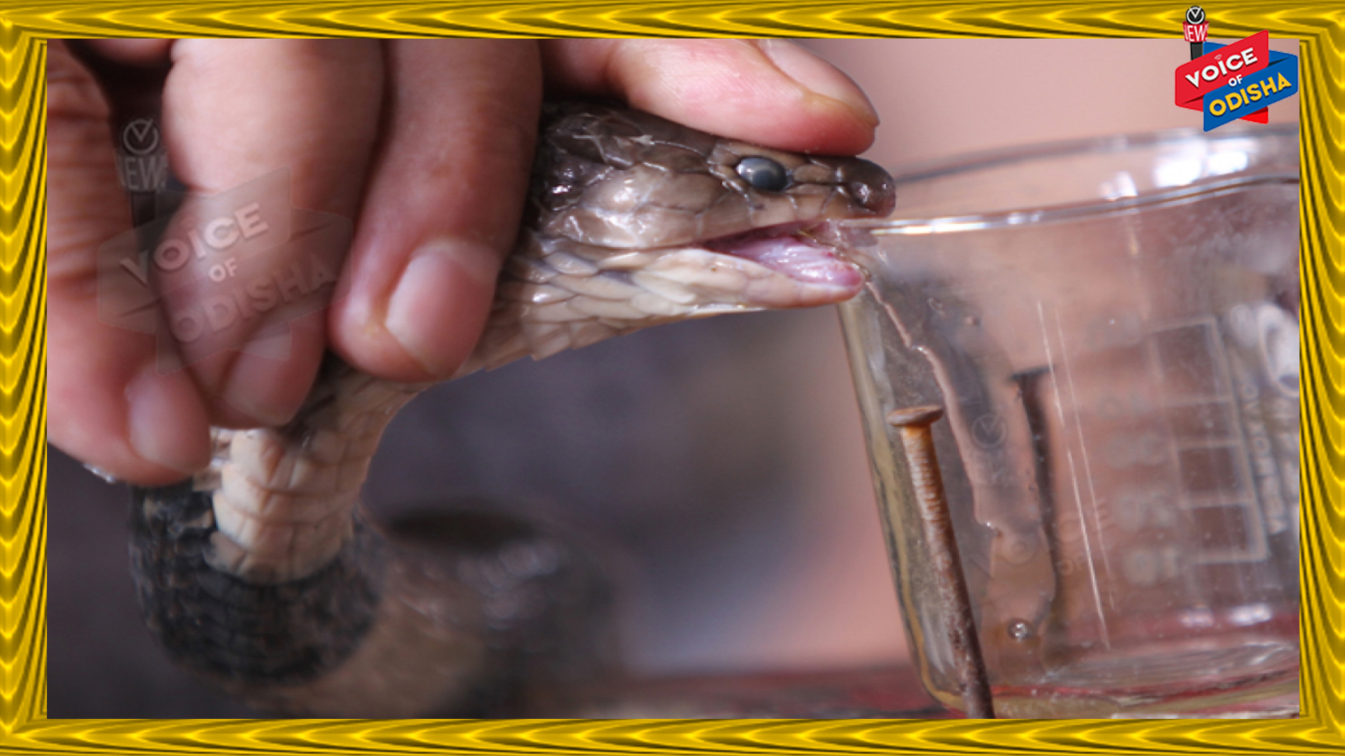 ସାପ ବିଷ ସ୍ମଗଲିଂ ରାକେଟ୍ ଠାବ , ୩ ଗିରଫ