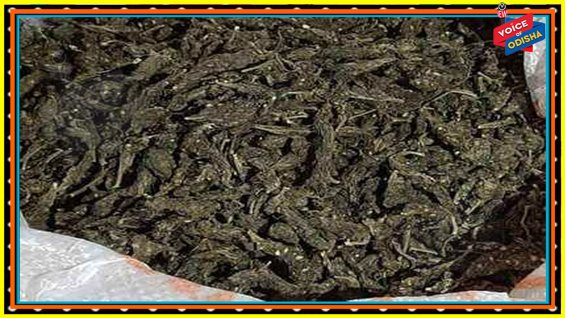 ସାଢ଼େ ୪ କୁଇଣ୍ଟାଲ ଗଞ୍ଜେଇ ଜବତ