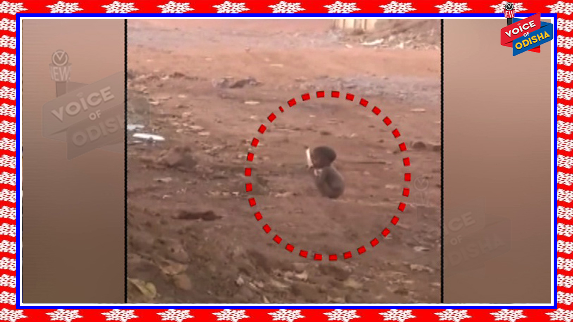 ନଗଡା ଭଳି କୋଇଡାରେ ସାମ୍ନାକୁ ଆସିଲା ନଗ୍ନ ଚିତ୍ର , ଭୋକରେ ପତ୍ର ଚାଟୁଥିବା ଶିଶୁର ଭିଡିଓ ଭାଇରାଲ