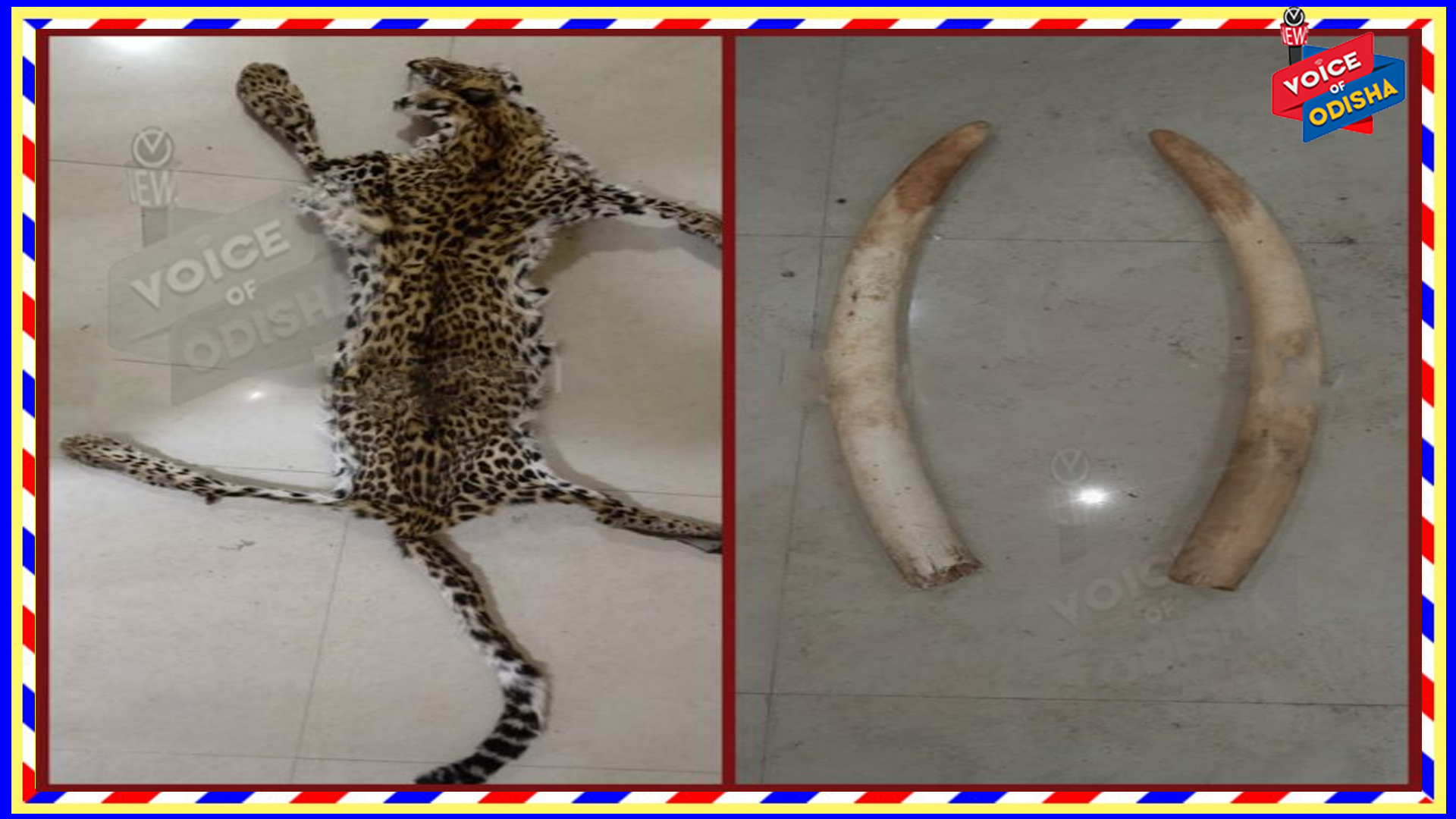 କ୍ରାଇମବ୍ରାଞ୍ଚ ଏସଟିଏଫ କବଜାରେ ବାଘ ଛାଲ ଓ ହାତୀଦାନ୍ତ ସ୍ମଗଲର